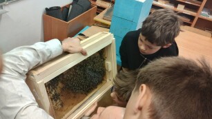 Pszczoły w M11